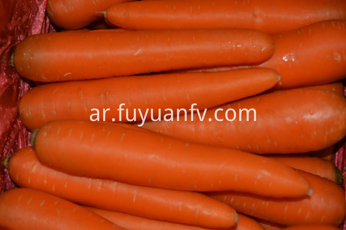 fresh farm carrot
